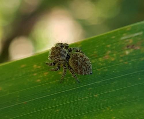 Carrhotus xanthogramma