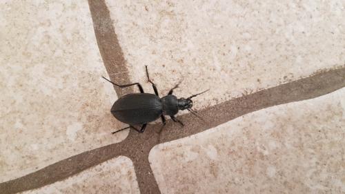 Réf. 218 226 : Carabus coriaceus