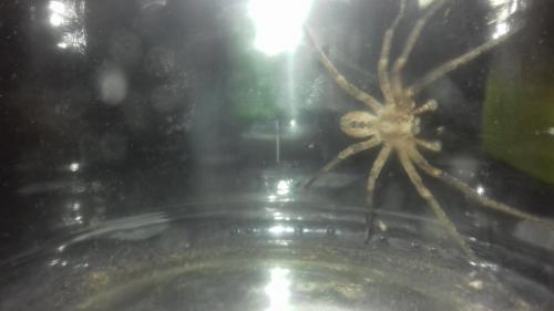Zoropsis spinimana