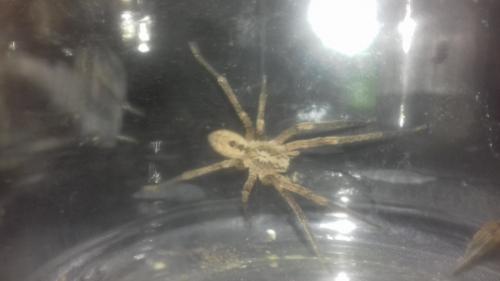 Zoropsis spinimana