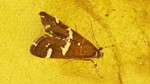 Réf. 218 386 : Spoladea recurvalis