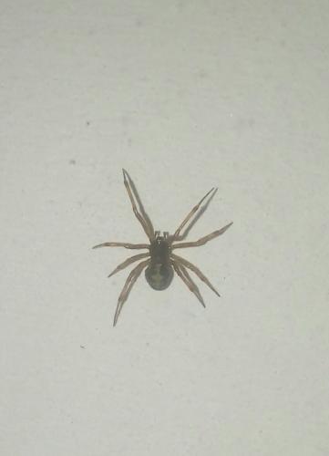 Steatoda triangulosa