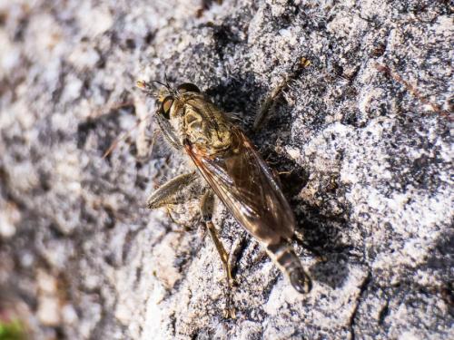 Asilinae