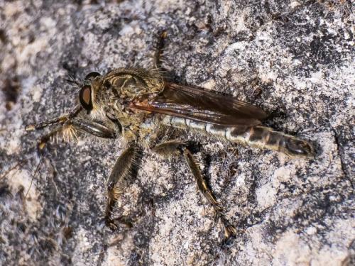 Asilinae