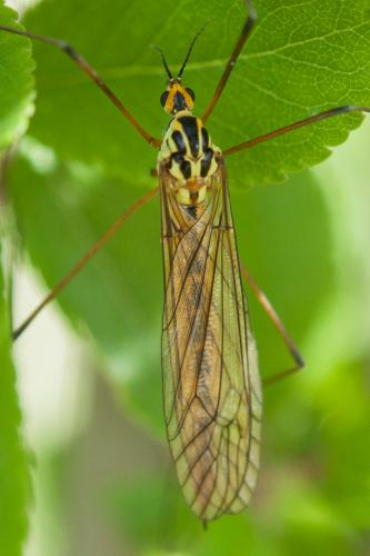Nephrotoma submaculosa