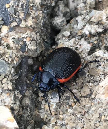 Chrysolina kuesteri