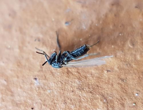 Réf. 218 483 : Scatopse notata