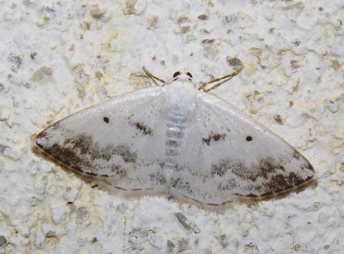 Lomographa temerata
