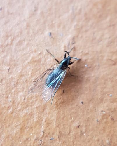 Réf. 218 489 : Scatopse notata
