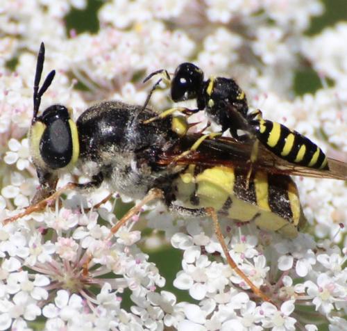 Réf. 218 367 : Ectemnius lapidarius
