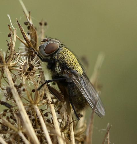 Pollenia sp.