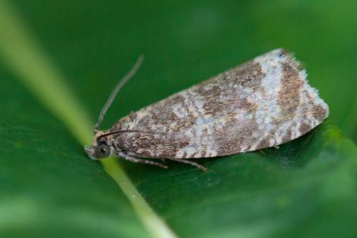 Réf. 218 063 : Celypha rivulana