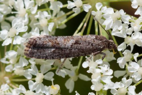 Zeiraphera griseana