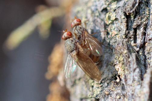 Lyciella sp.