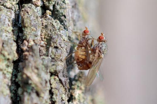 Lyciella sp.