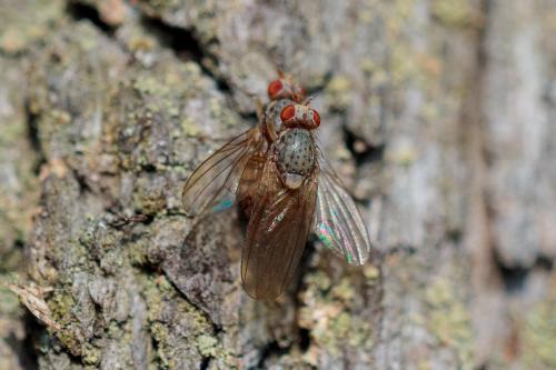 Lyciella sp.