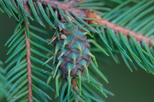 Sacchiphantes abietis