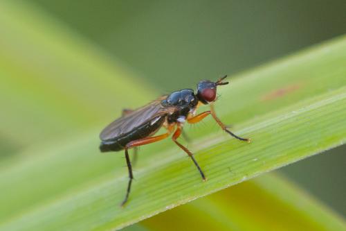 Cordilura albilabris