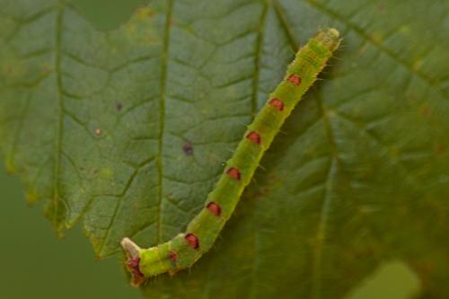 Réf. 218 838 : Mesoleuca albicillata