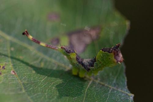 Furcula sp.