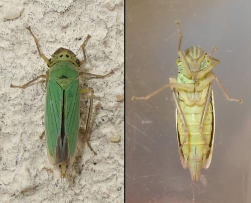 Réf. 218 133 : Cicadella viridis
