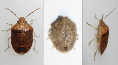 Dryadocoris apicalis