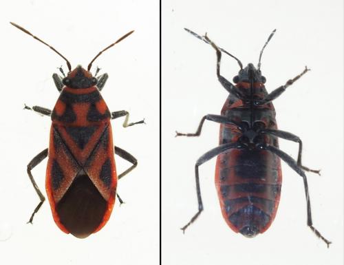 Graptostethus servus
