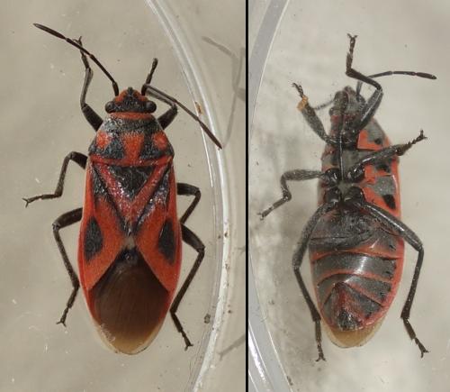 Graptostethus servus