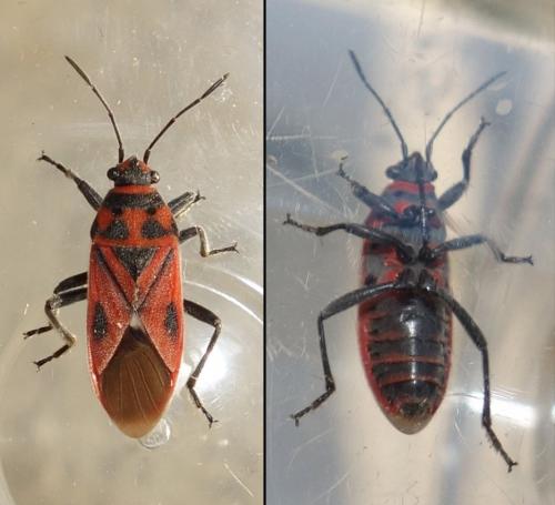 Graptostethus servus
