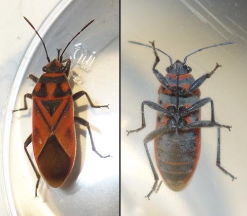 Graptostethus servus