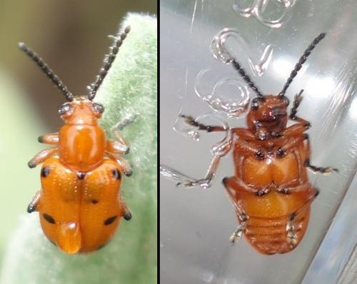 Réf. 218 540 : Crioceris duodecimpunctata
