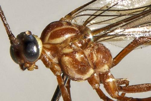 Ophion obscuratus