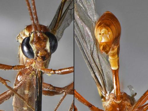 Réf. 218 828 : Ophion obscuratus