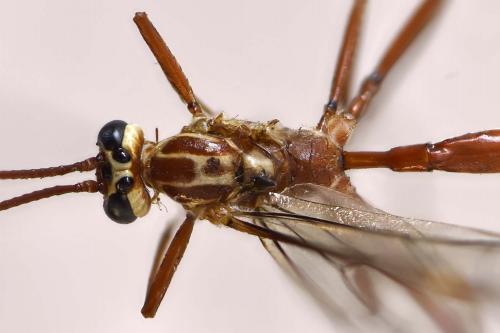 Réf. 218 885 : Ophion obscuratus