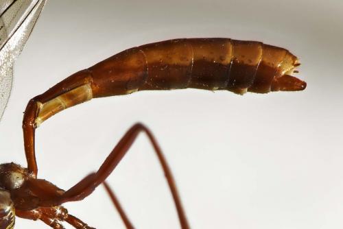 Réf. 218 889 : Ophion obscuratus
