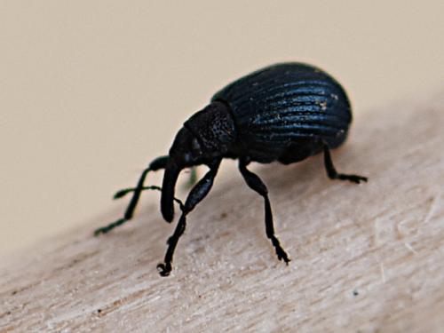 Réf. 218 520 : Holotrichapion pisi