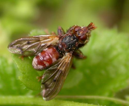 Myopa tessellatipennis