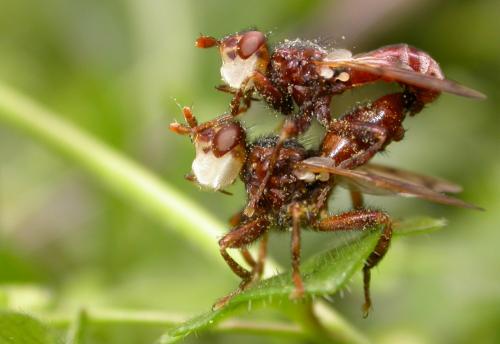 Myopa tessellatipennis