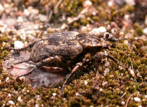 Réf. 218 607 : Valgus hemipterus