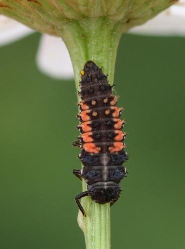 Réf. 218 601 : Harmonia axyridis