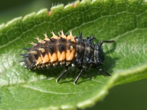 Harmonia axyridis