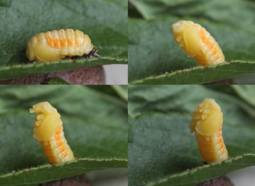 Harmonia axyridis