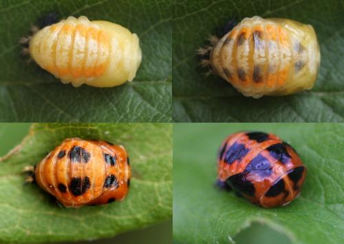 Harmonia axyridis