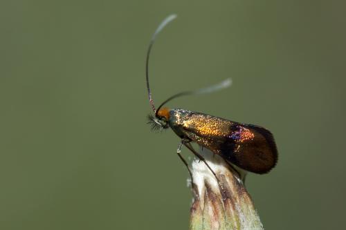 Réf. 218 562 : Nemophora minimella
