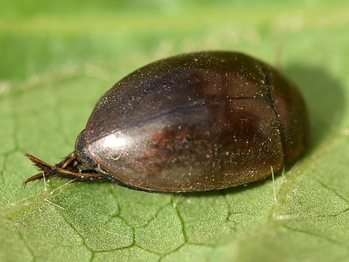 Réf. 218 129 : Agabus brunneus