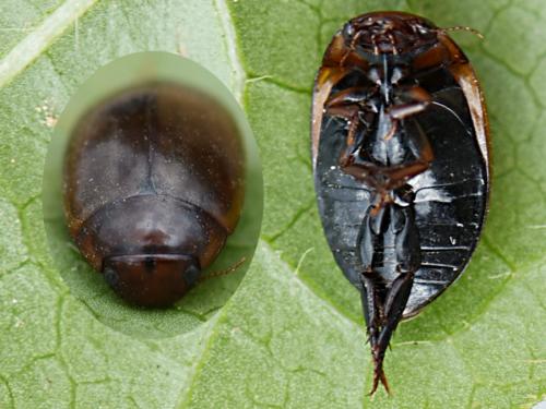 Réf. 218 130 : Agabus brunneus
