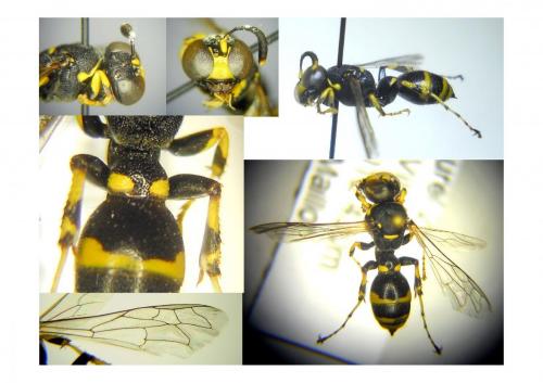 Ammatomus coarctatus