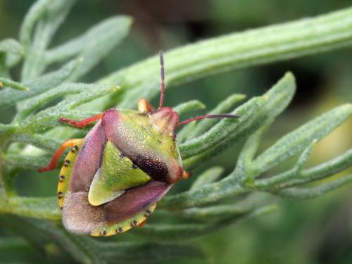 Réf. 218 237 : Antheminia lunulata