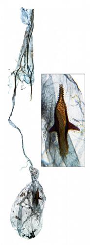 Argyresthia goedartella