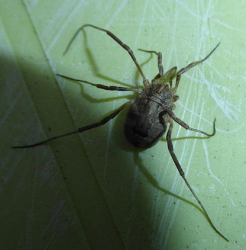 Odiellus spinosus